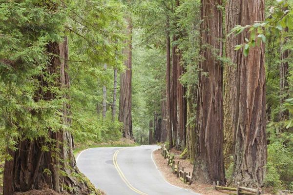 CA, Road through redwoods in Big Basin Redwoods